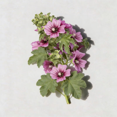 Mallow